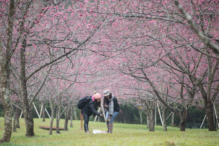九族文化村櫻花樹下遊客留影